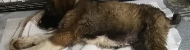 Tierarztkosten für unsere Hunde im Shelter in Nasaud Header