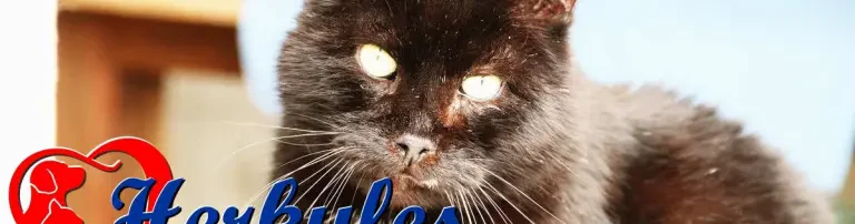 Herkules - Kater des Monats August 2018 Header