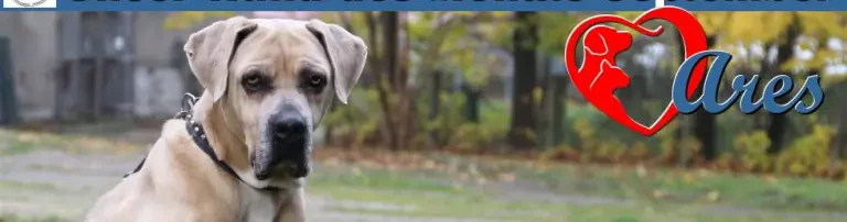 Ares - Hund des Monats September 2018 Header