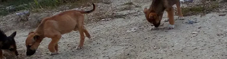 Futter für unsere Pfötchen Header