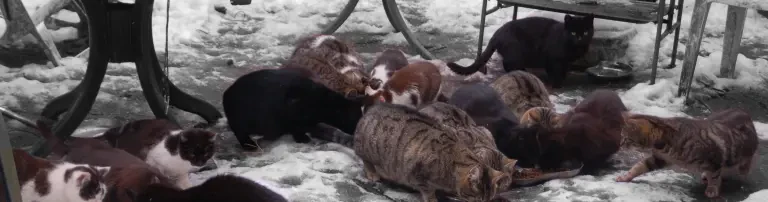 Futter für Streunerkatzen ❤️ Header