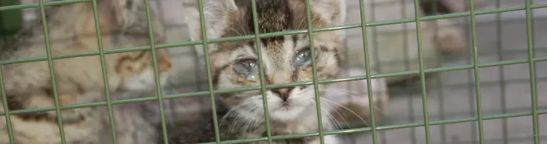 Kastrationen von Hof- und Streunerkatzen im Landkreis Uelzen Header