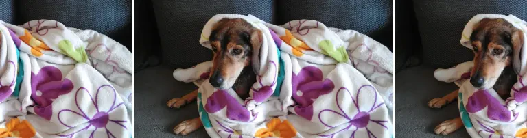 Pflegehund ENZO Header
