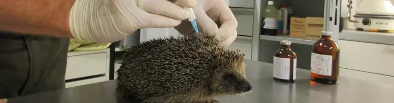 Hilfe für die Wildtierstation! Header