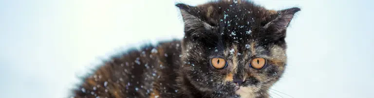 Vergessenes Katzenleid Header