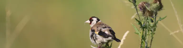 Nistkästen für heimische Vögel Header