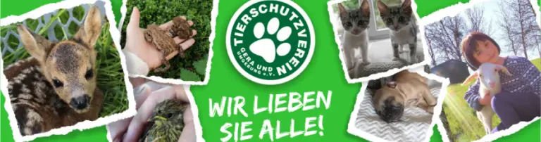 medizinische Versorgung, Kastrationen und Futter für herrenlose Katzen in Gera Header