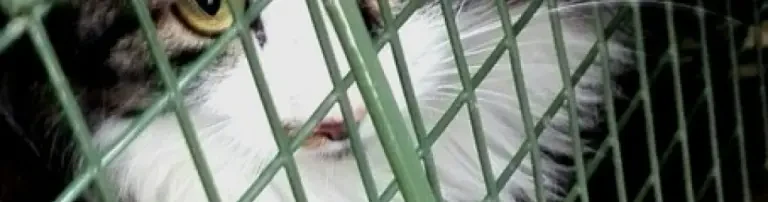 Kastration und Behandlung von Streunerkatzen Header