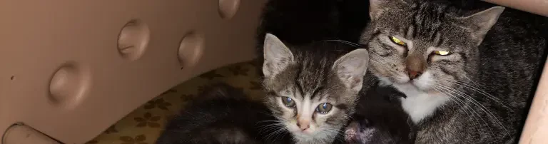 Verschönerung der Katzenzimmer in der Auffangstation Header