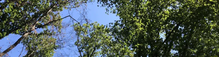Baumhaus + andere kleine Projekte Header
