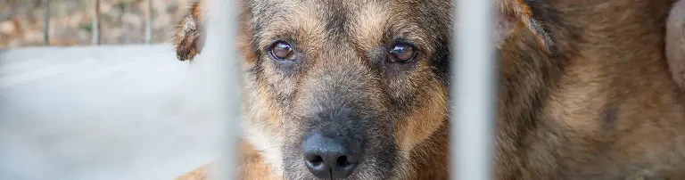 Futter für die Verlassenen Header