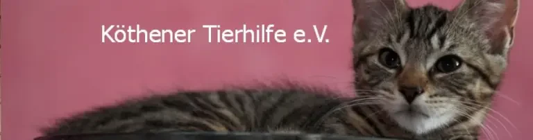 Medizinische Versorgung des Katers Header