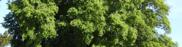 Ein Baum für Nied Header