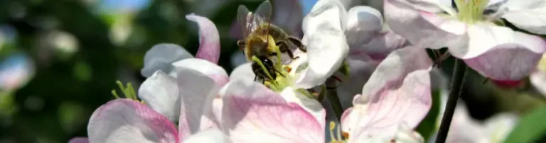 Bienenretter Header