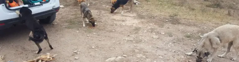 Georgeta`s Waldhunde in Mangalia und Constanta Header