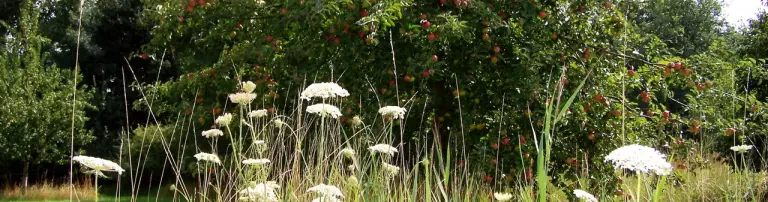 Unterstützung Baumpflanzaktion mit Kindern: „Plant for the Planet“ am 25.04.2020 Header
