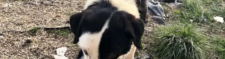 Winterhilfe starten für TIERE in NOT !!!! Header