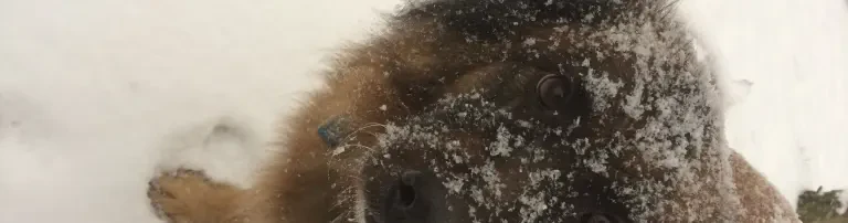 Hilfe für unsere bedürftigen Pflegehunde! Header