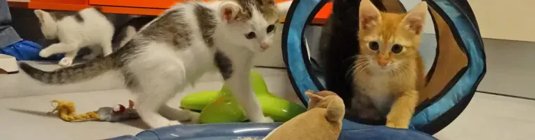 Futter für das Katzenhaus Header
