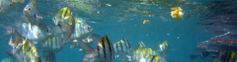 Zebrafischprojekt Header