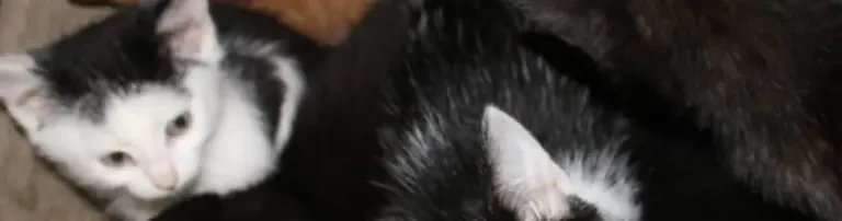 Aufzucht, Kastration und Chipaktion von Kitten Header