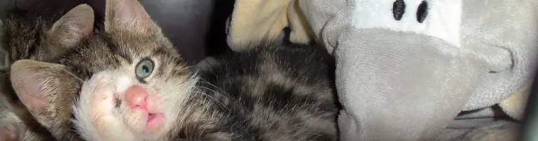 Sanierung der Katzen-Quarantäne Header