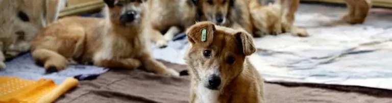 Futter für die Hunde in der Smeura Header