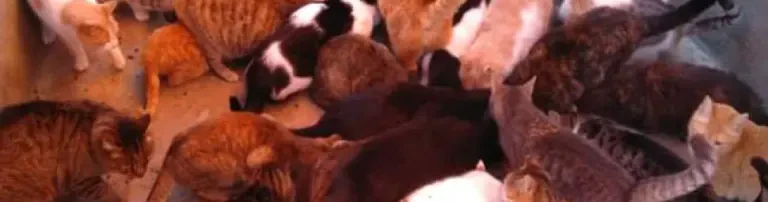 Unterstützung der Tierschützerin Ivaila in Burgas/Bulgarien Header