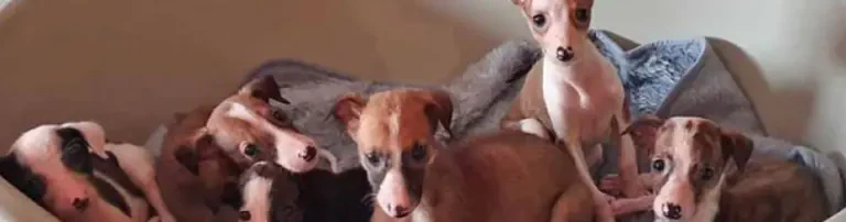 Ausgedient? Hilfe für die Galgos! Header