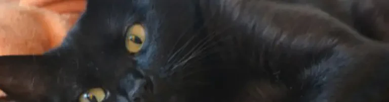 Die schüchterne Angel hat es schwer, das richtige Zuhause zu finden Header