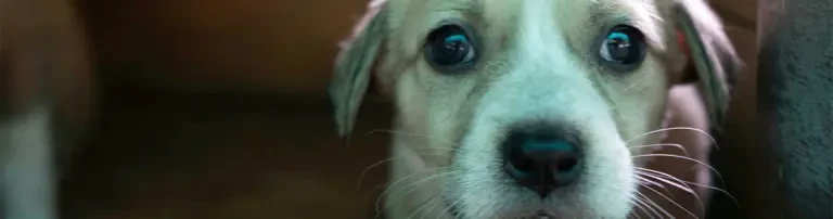 Futter für hilfsbedürftige Hunde Header