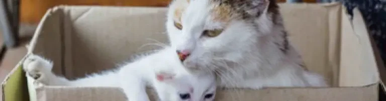 Futter für hilfsbedürftige Katzen Header
