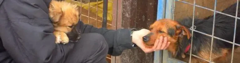 Coronakrise: Hilfe für notleidende Hunde Header