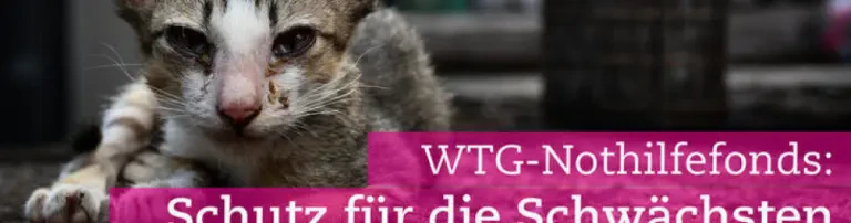 WTG-Nothilfefonds für Coronakrise – denn unsere Hilfe für Tiere muss weitergehen Header