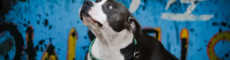 Hundehausumbau Header