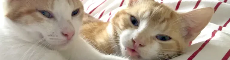 Katzenhaus für Streuner Header