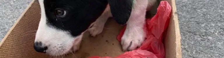 Die Auffangstation ist ein Zufluchtsort für Tiere international und national Header