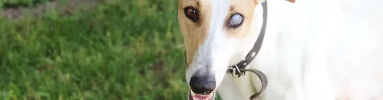 Rica - Hund des Monats Juli 2020 Header
