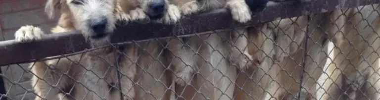 Kauf von 4 Hundehütten für Winter Header