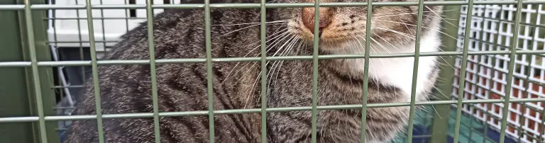 10 Kater-Kastrationen Header