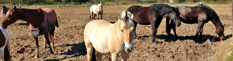 Erweiterung der Reitstunden- und Therapiekapazitäten: Bau einer weiteren Reithalle Header