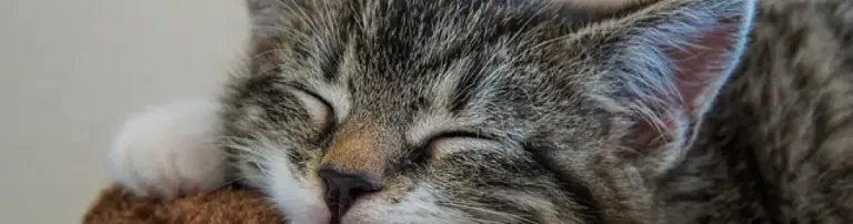 Bau artgerechtes Katzenhaus mit Innen- und Außenbereich Header