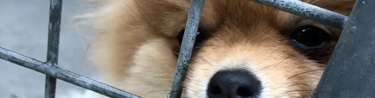 Unschuldig hinter Gittern - Beschlagnahmung von Welpen Header