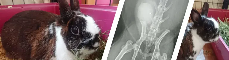 Tierarztkosten für Kaninchen Moritz Header