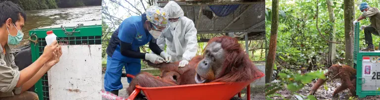 Veterinäre Versorgung bei Auswilderung von Borneo-Orang-Utans Header
